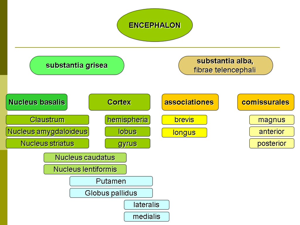 ENCEPHALON substantia alba, fibrae telencephali substantia grisea associationes comissurales brevis longus magnus anterior posterior